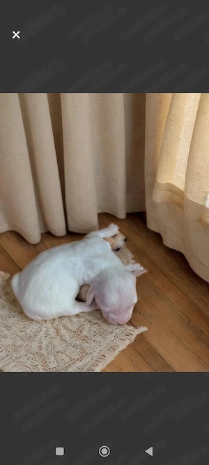Bichon maltez rasa pura  - imagine 3