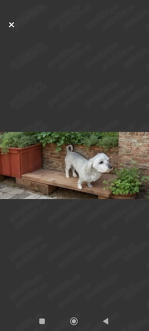 Bichon maltez rasa pura  - imagine 5