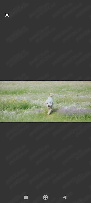 Bichon maltez rasa pura  - imagine 4