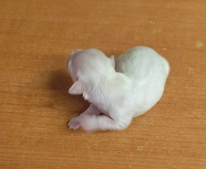 Bichon maltez rasa pura 