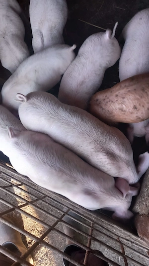 Vând purcei de 8 săptămâni  preț 300 lei bucata - imagine 6