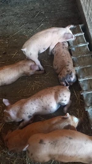 Vând purcei de 8 săptămâni  preț 300 lei bucata - imagine 3