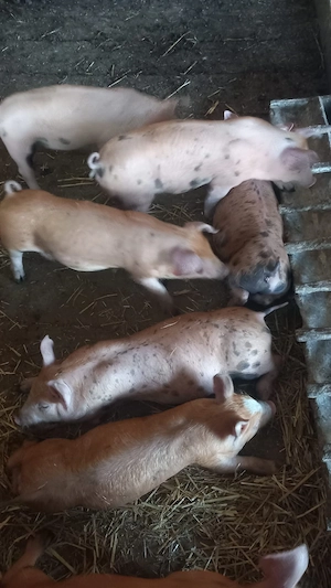 Vând purcei de 8 săptămâni  preț 300 lei bucata - imagine 4
