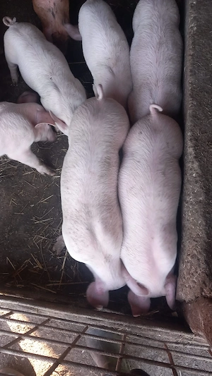 Vând purcei de 8 săptămâni  preț 300 lei bucata - imagine 8