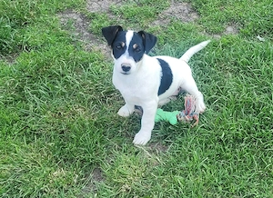 Jack russell terier 