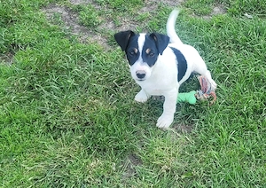 Jack russell terier  - imagine 5