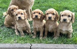 cocker spaniel de vanzare