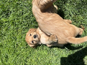 cocker spaniel de vanzare - imagine 3