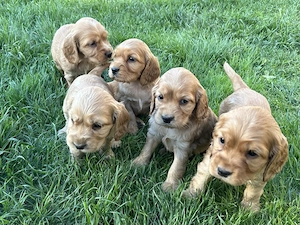 cocker spaniel de vanzare - imagine 2