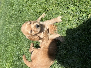 cocker spaniel de vanzare - imagine 4