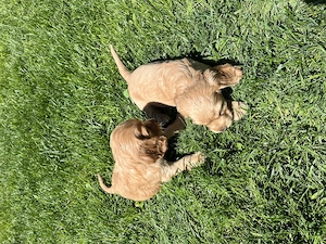 cocker spaniel de vanzare - imagine 5