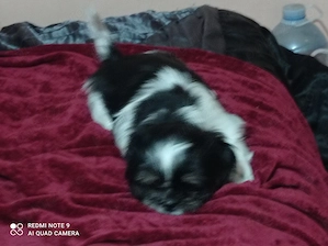 Shih tzu - cadouri cu suflet  - imagine 5