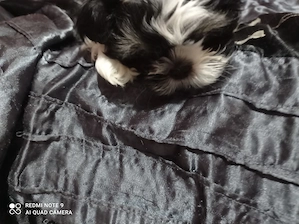 Shih tzu - cadouri cu suflet  - imagine 4