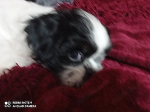 Shih tzu - cadouri cu suflet  - imagine 2