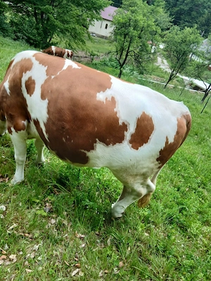De vanzare juninca baltata romaneasca gestanta in 8 luni jumate