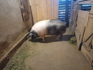 vand porci de tăiat 