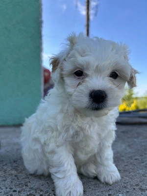 Vând bichon maltez pui 