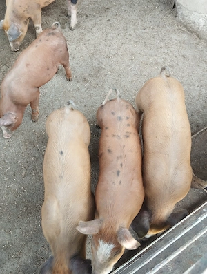 Metis duroc cu pietrain!