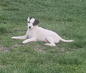 Jack russell terier 