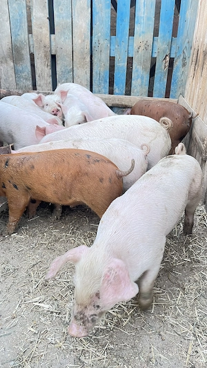 Vand purcei 7 saptamani ,5 perechi ,deparazitati si castrati ,500 lei perechea !! - imagine 2