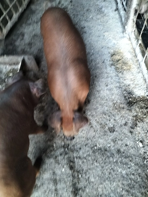 Purcei rasa duroc
