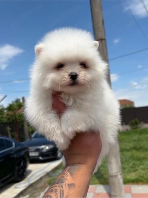 Pomeranian talica mica mini toy 