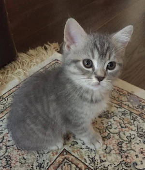 Silver Tabby  - imagine 2