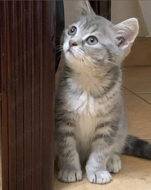 Silver Tabby  - imagine 3