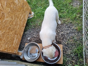 Labrador, femela, 4 luni - imagine 2
