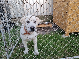 Labrador, femela, 4 luni - imagine 5