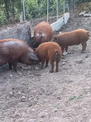 vand porci mangalița  - imagine 3