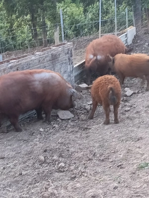vand porci mangalița 