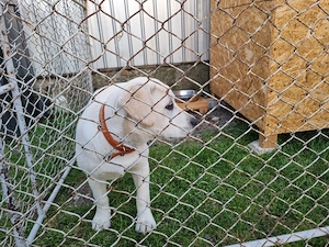 Labrador, femela, 4 luni - imagine 3