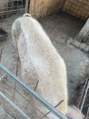 porc de vânzare