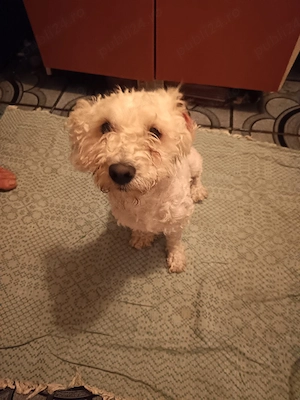Bichon frise