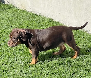 American Bully Pocket ABKC pedigree 12 saptamani  - imagine 4