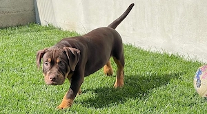American Bully Pocket ABKC pedigree 12 saptamani 
