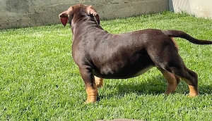 American Bully Pocket ABKC pedigree 12 saptamani  - imagine 3
