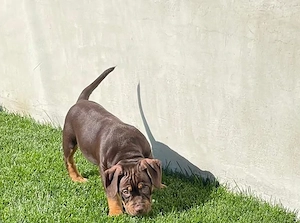 American Bully Pocket ABKC pedigree 12 saptamani  - imagine 5