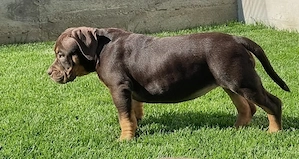 American Bully Pocket ABKC pedigree 12 saptamani  - imagine 2