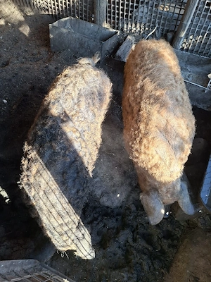 Vand porci Mangalita 