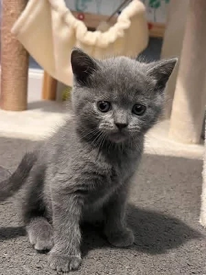 British Shorthair 