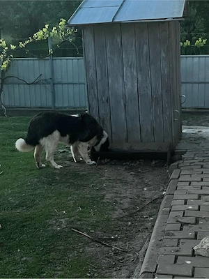 Vând femelă ciobanesc de Bucovina 