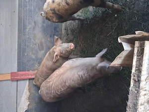 Porci de vanzare botiz 
