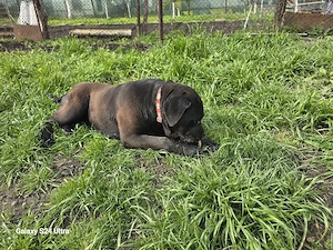 Cane corso catelusa  - imagine 2