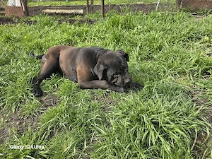 cățelușa cane corso 