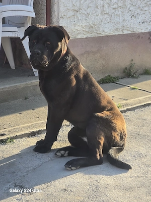 Cane corso catelusa 