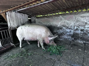 Vand porc 300 kg - imagine 4