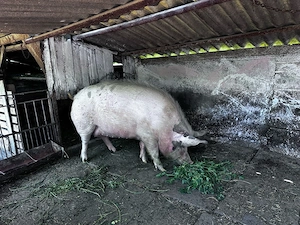 Vand porc 300 kg - imagine 2