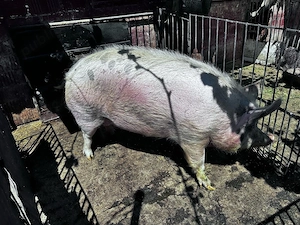 Vand porc 300 kg